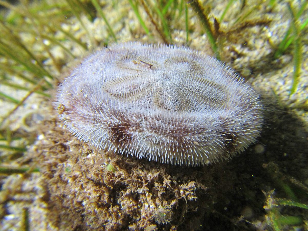 Photo of Reticulated Sea Biscuit (Clypeaster reticulatus)
