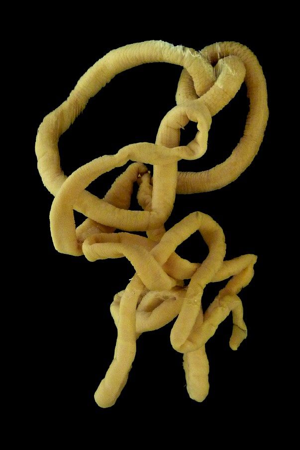 Photo of Bootlace Worm (Lineus longissimus)