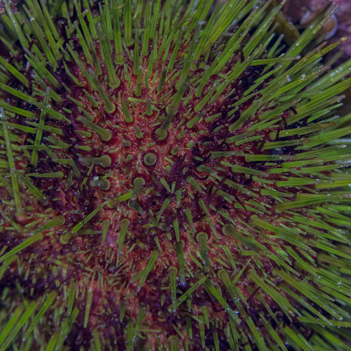 Photo of Purple Rock Urchin (Paracentrotus lividus)