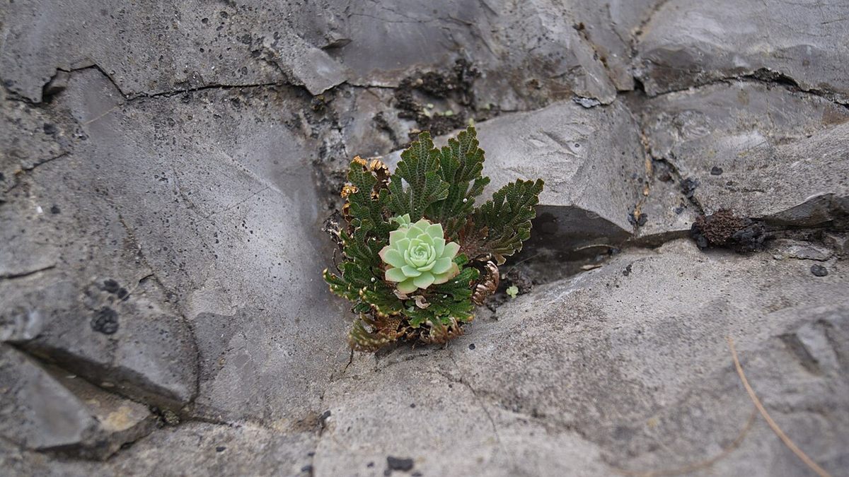 Photo of Rose of Jericho Spikemoss (Selaginella lepidophylla)