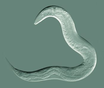 Photo of Roundworm (Caenorhabditis elegans)