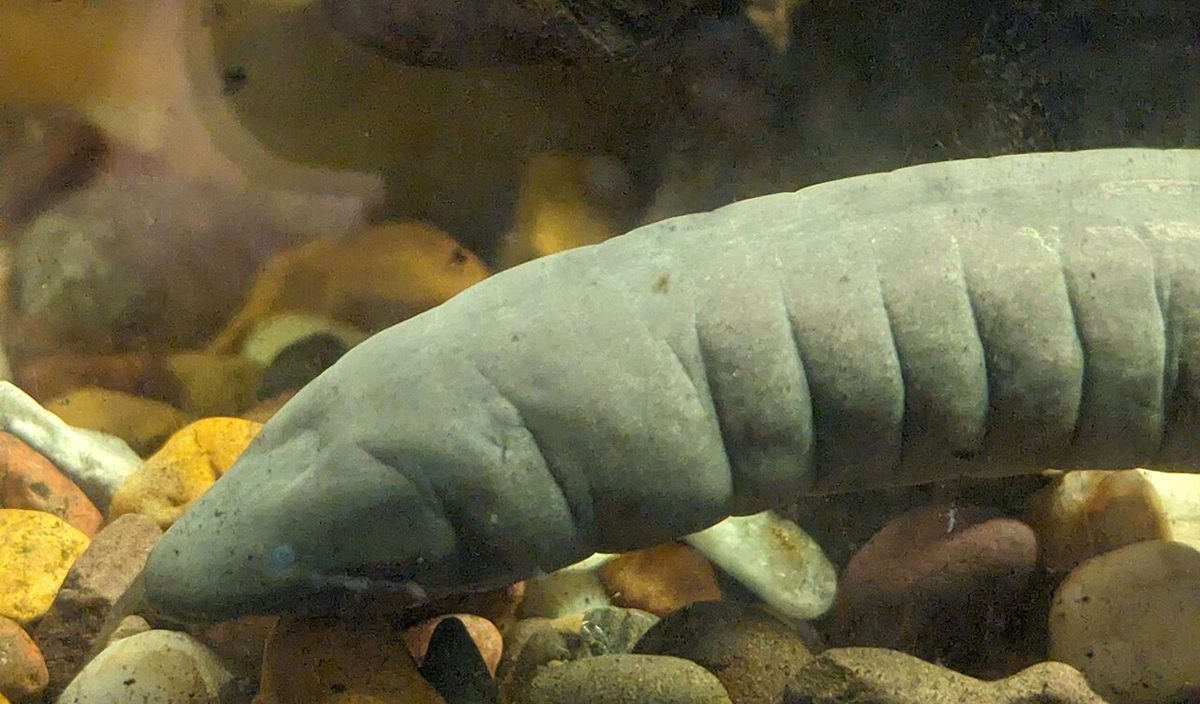 Photo of Rubber Eel (Typhlonectes natans)