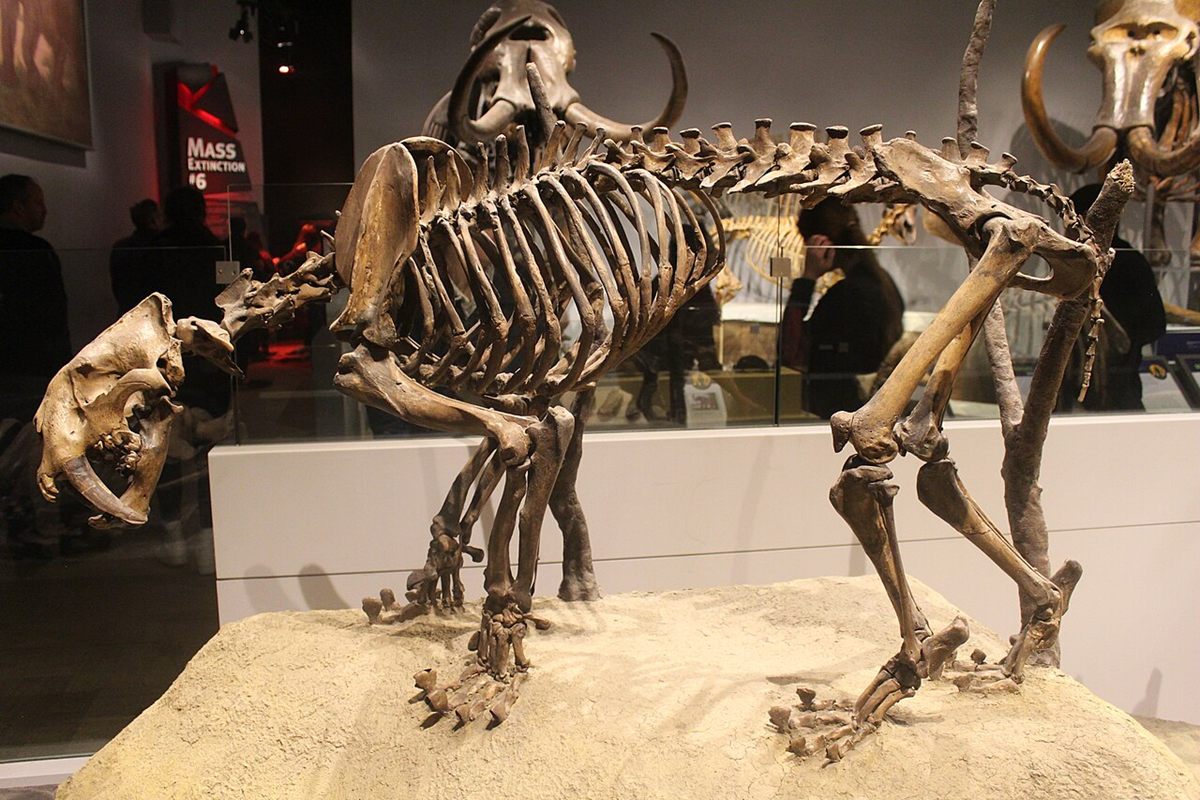 Photo of Saber-toothed Cat (Smilodon fatalis)