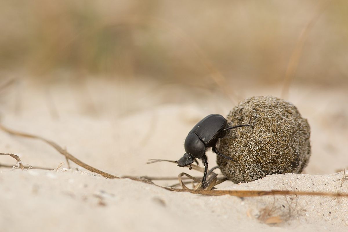 Photo of Sacred Scarab (Scarabaeus sacer)