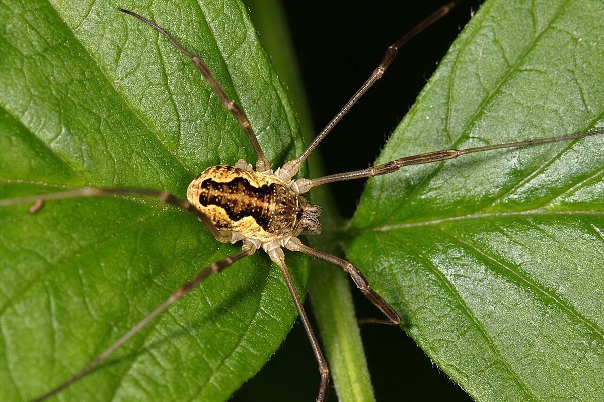 Photo of Saddleback Harvestman (Mitopus morio)