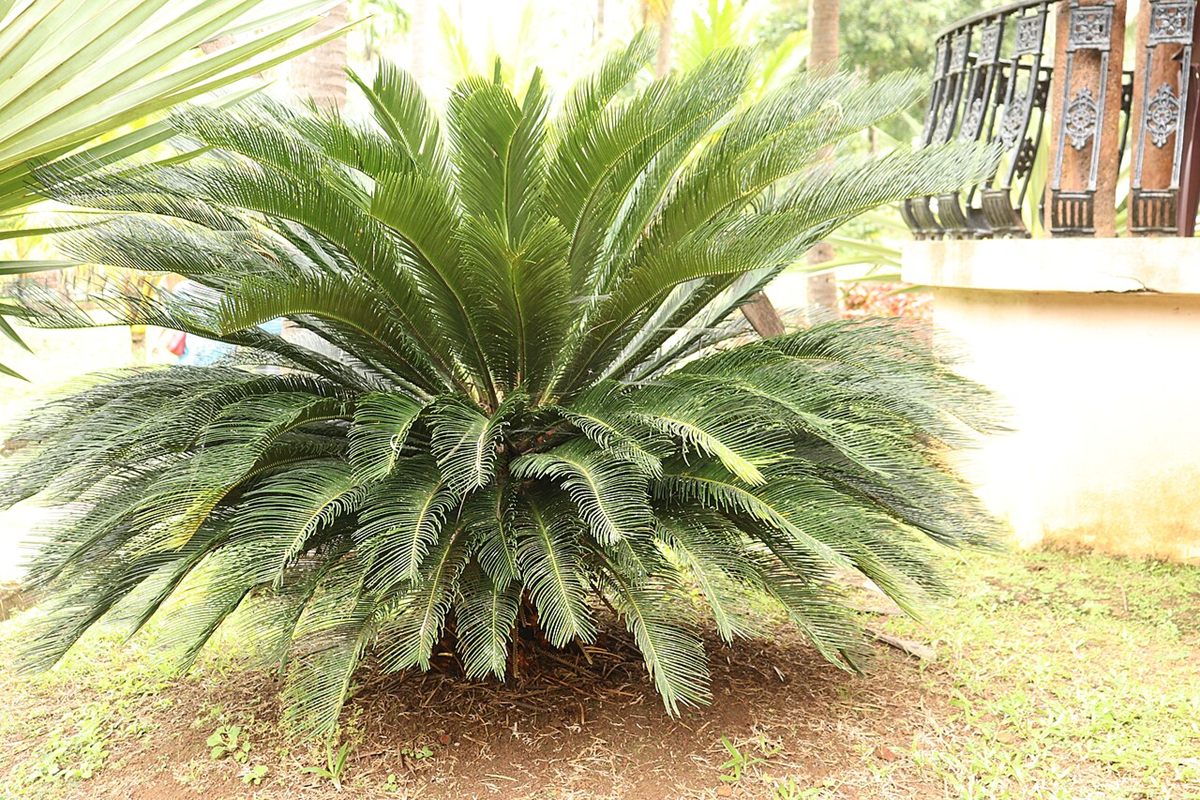 Photo of Sago Palm Cycad (Cycas revoluta)