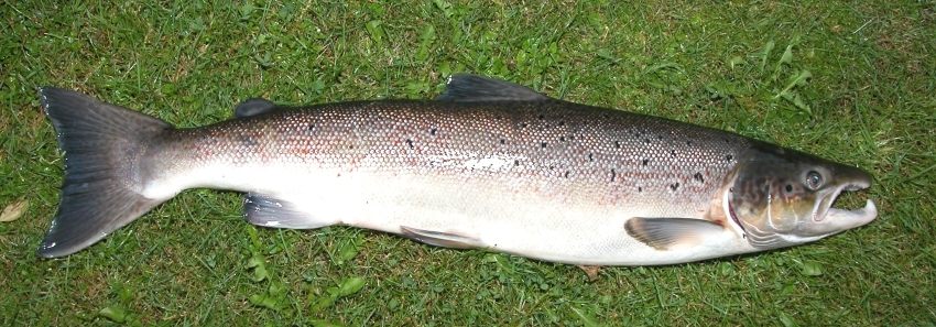 Photo of Atlantic Salmon (Salmo salar)
