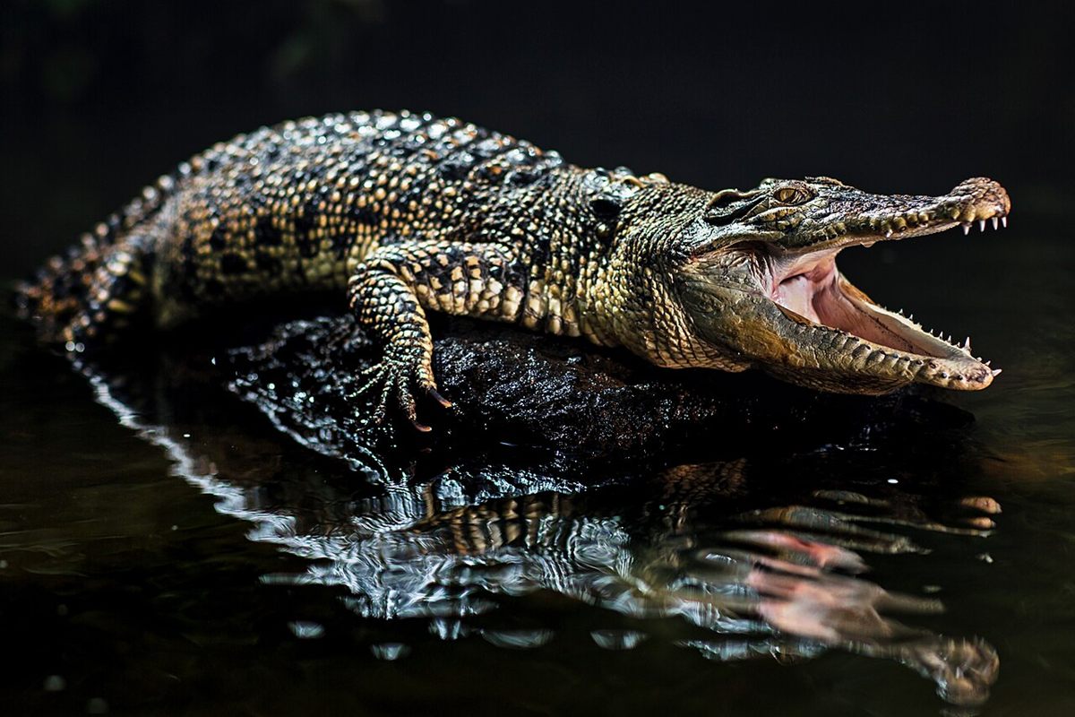 Photo of Saltwater Crocodile (Crocodylus porosus)
