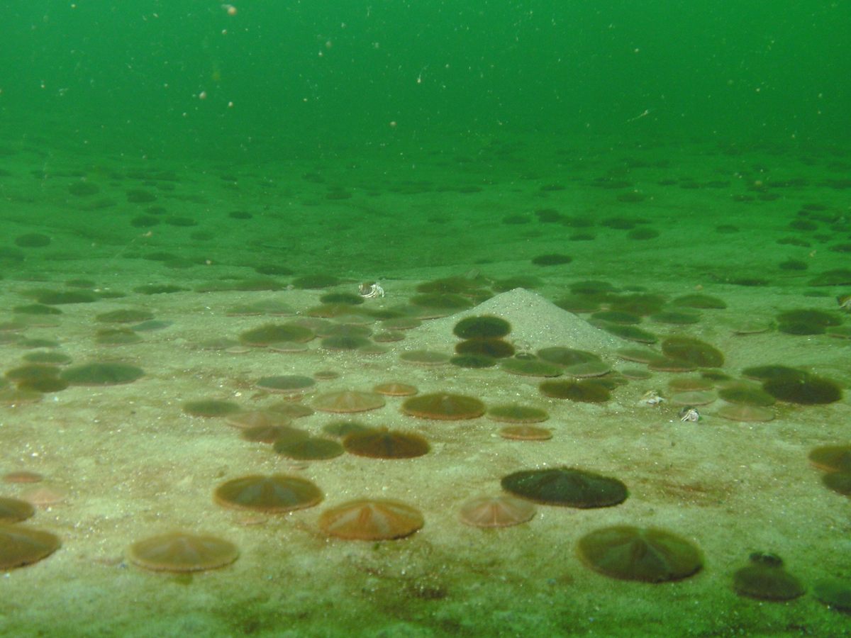 Photo of Common Sand Dollar (Echinarachnius parma)