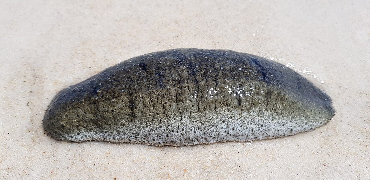 Photo of Sandfish Sea Cucumber (Holothuria scabra)