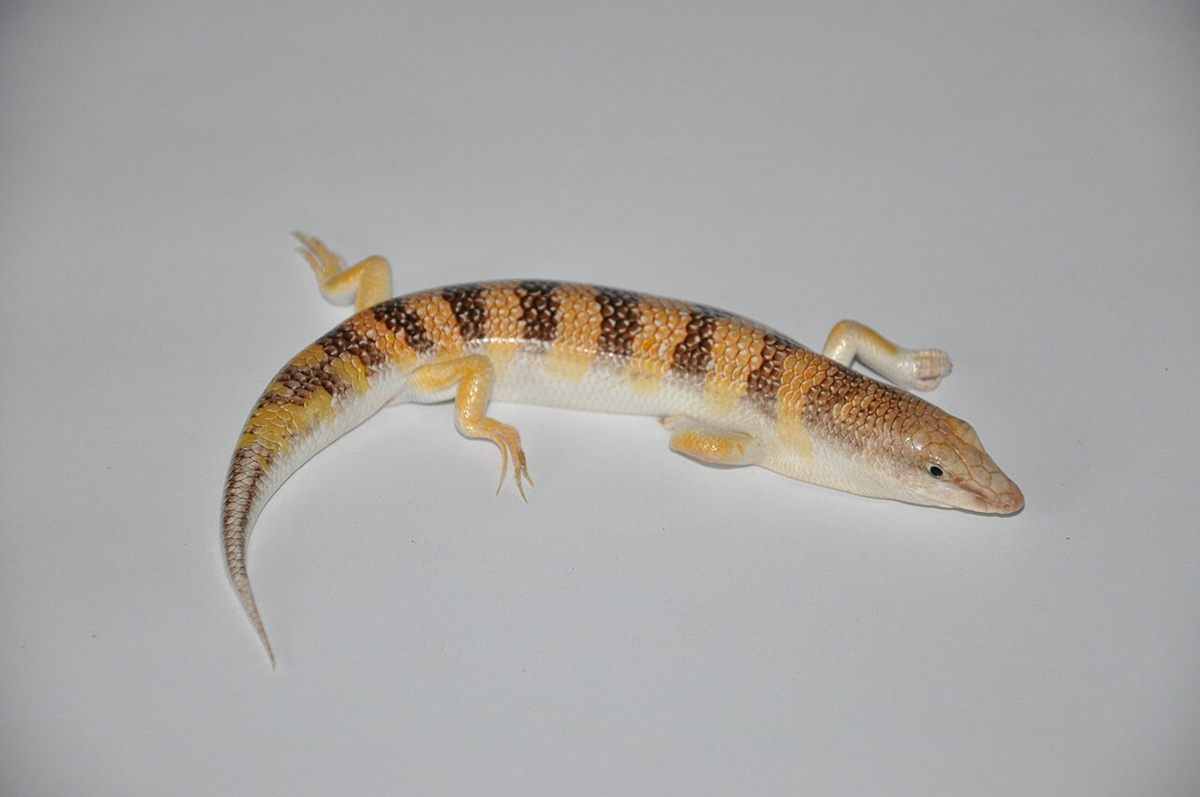 Photo of Sandfish Skink (Scincus scincus)