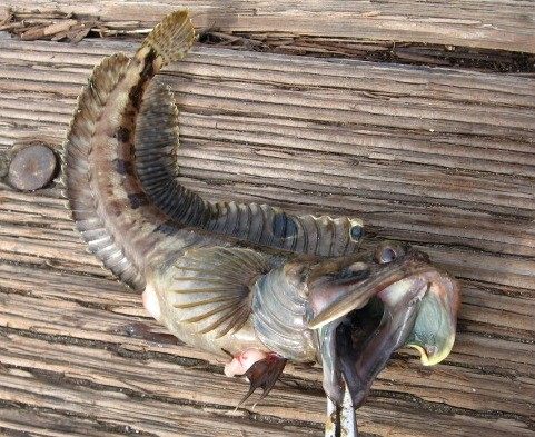 Photo of Sarcastic Fringehead (Neoclinus blanchardi)