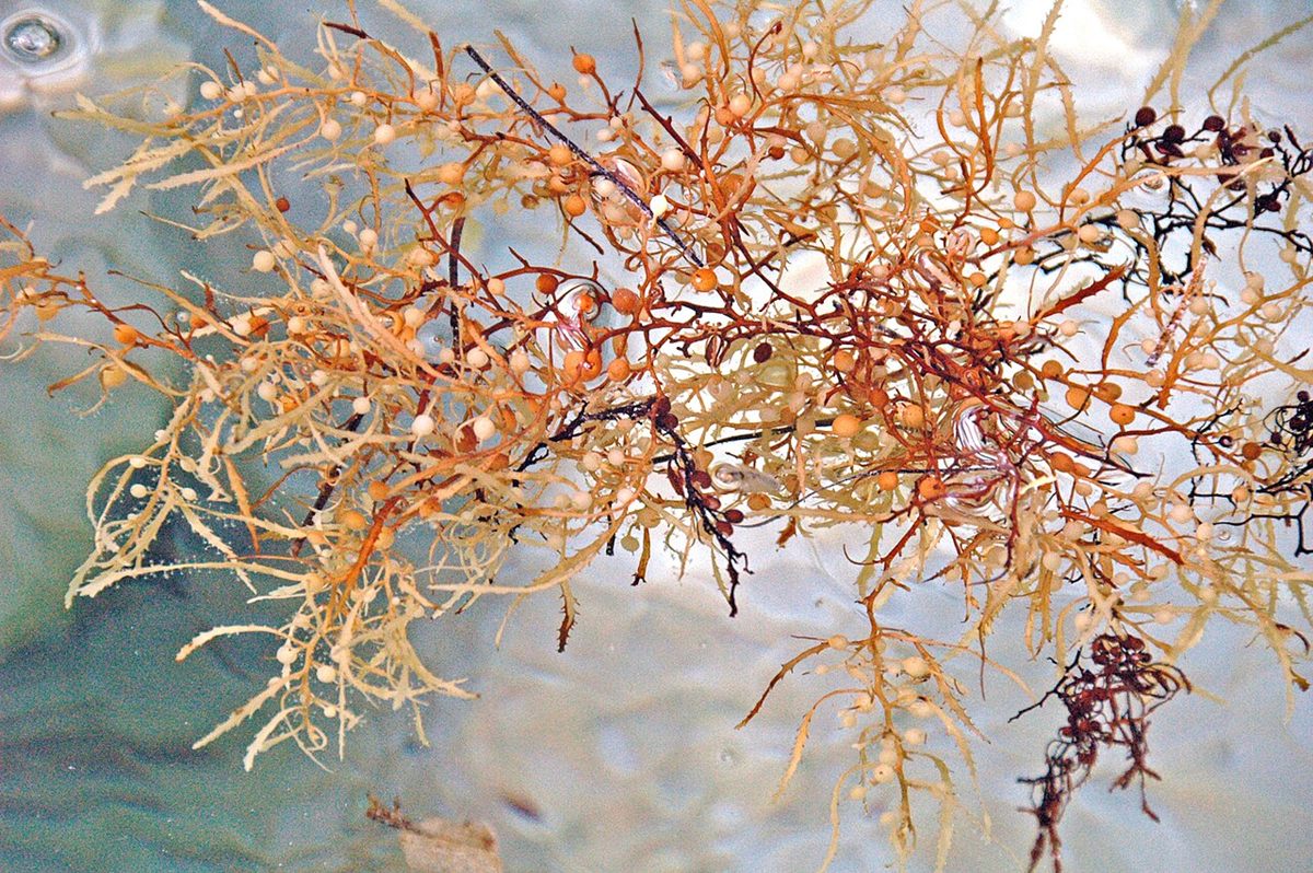Photo of Sargassum (Sargassum natans)