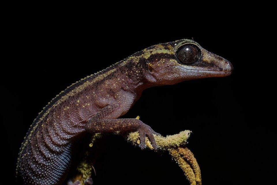 Photo of Satanic Leaf-tailed Gecko (Uroplatus phantasticus)