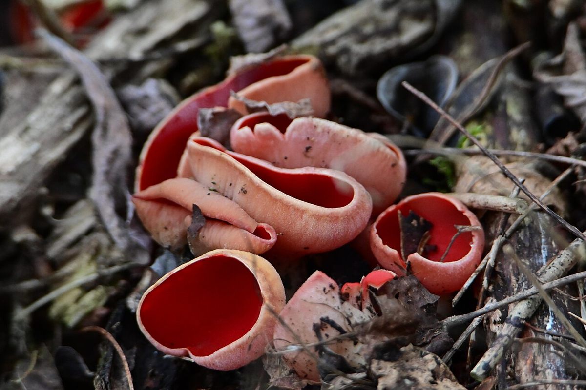 Photo of Scarlet Elf Cup (Sarcoscypha coccinea)