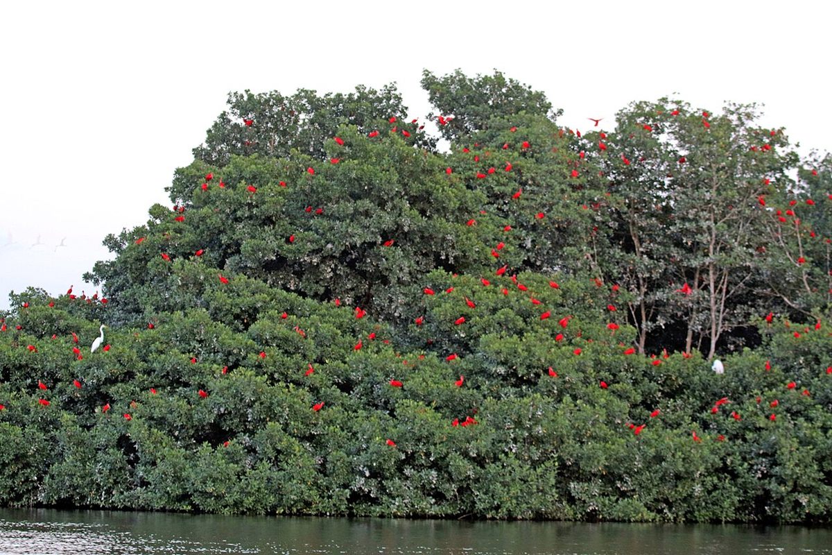 Photo of Scarlet Ibis (Eudocimus ruber)
