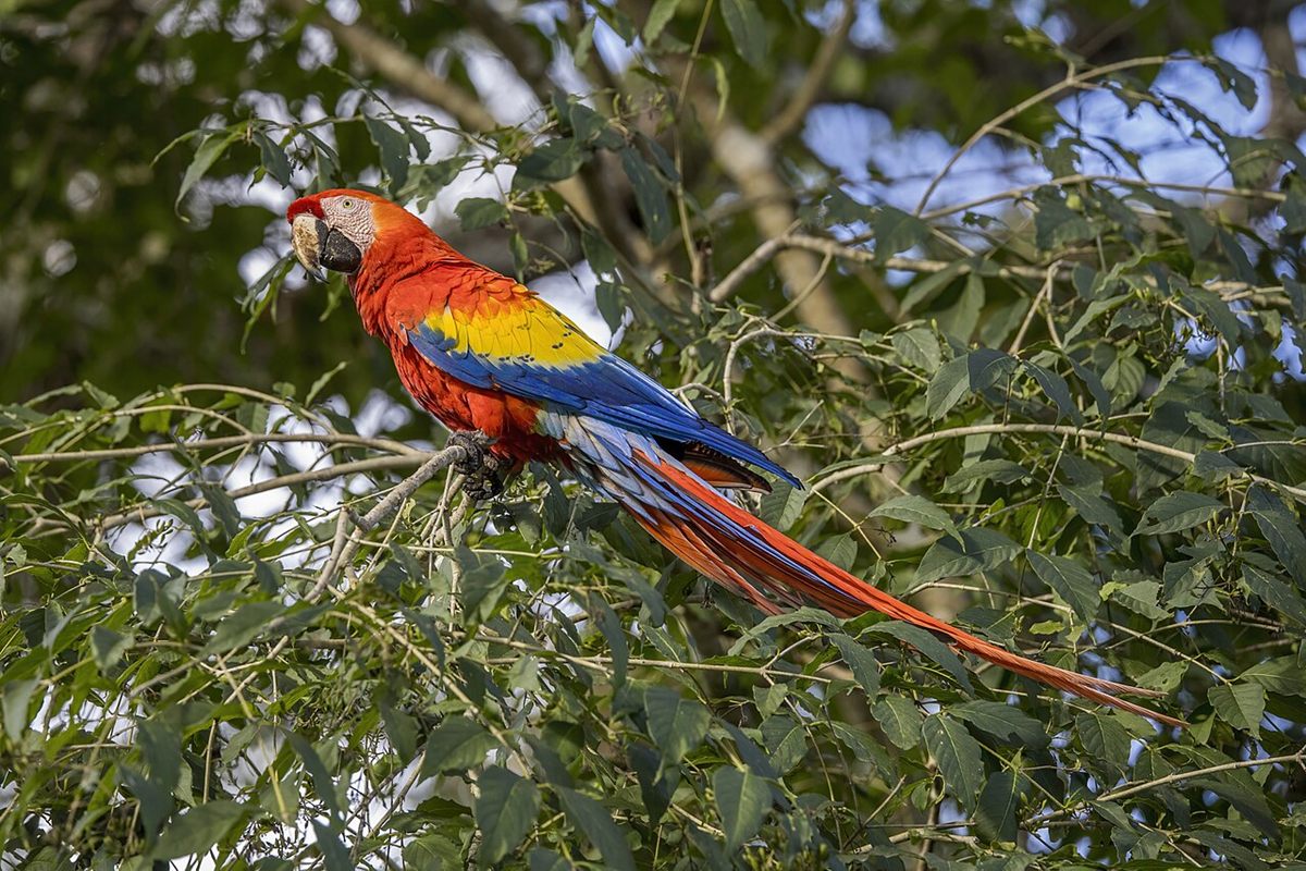 Photo of Scarlet Macaw (Ara macao)