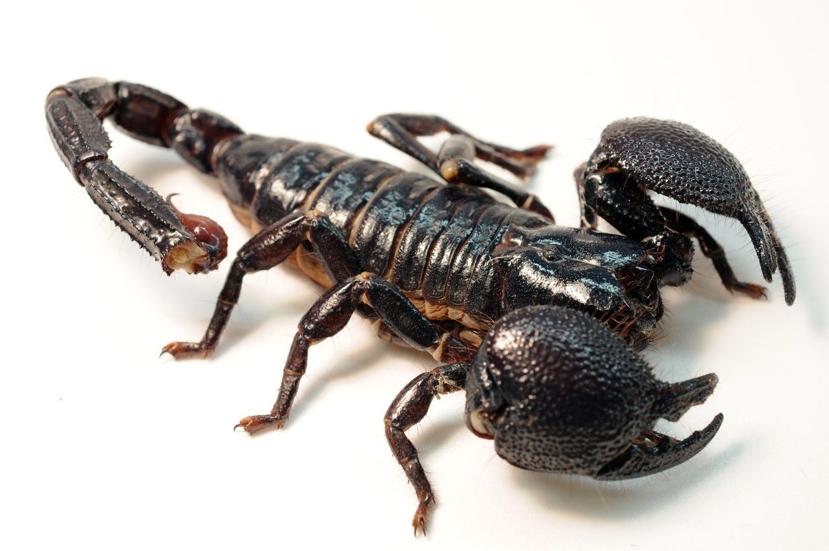 Photo of Yellow Emperor Scorpion (Pandinus imperator)
