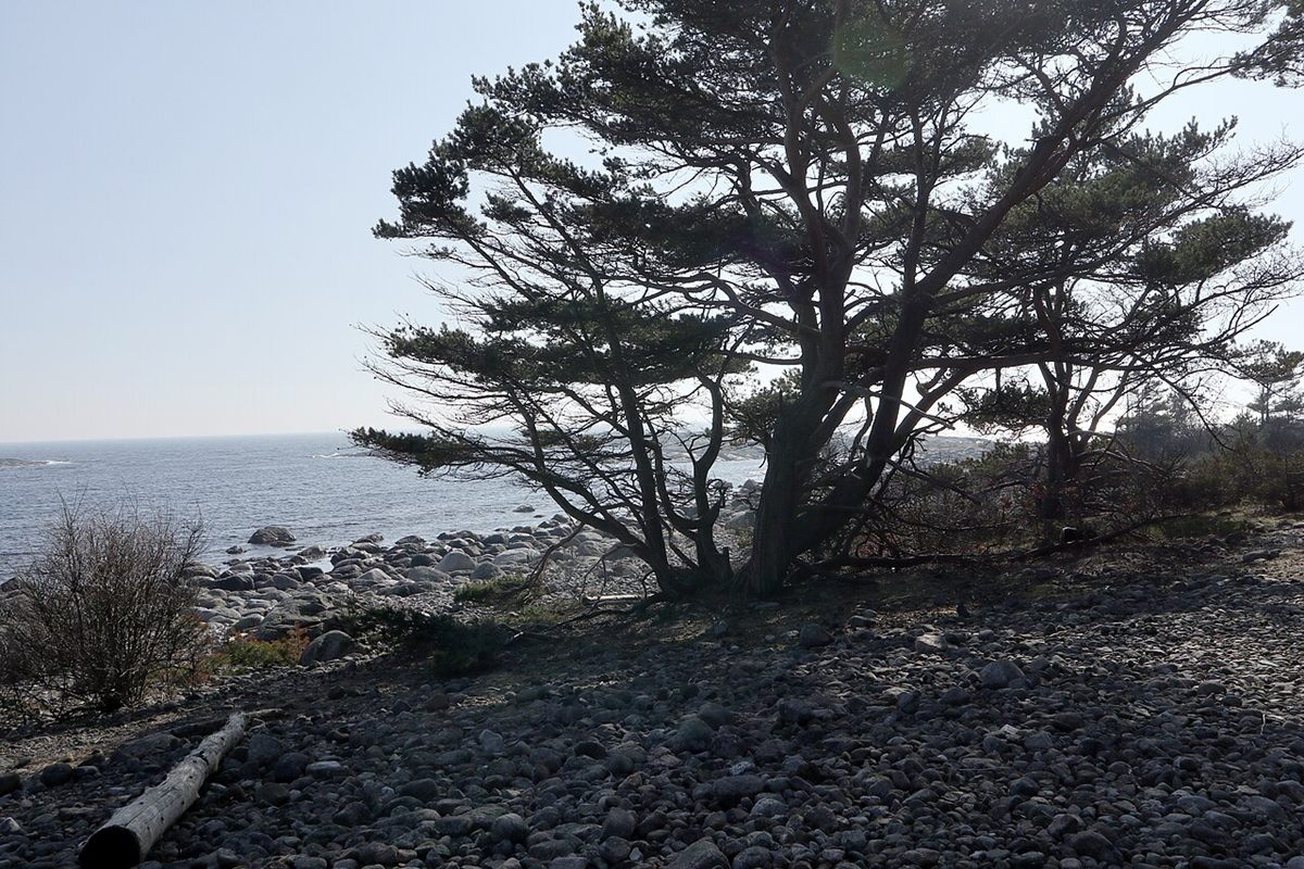 Photo of Scots Pine (Pinus sylvestris)