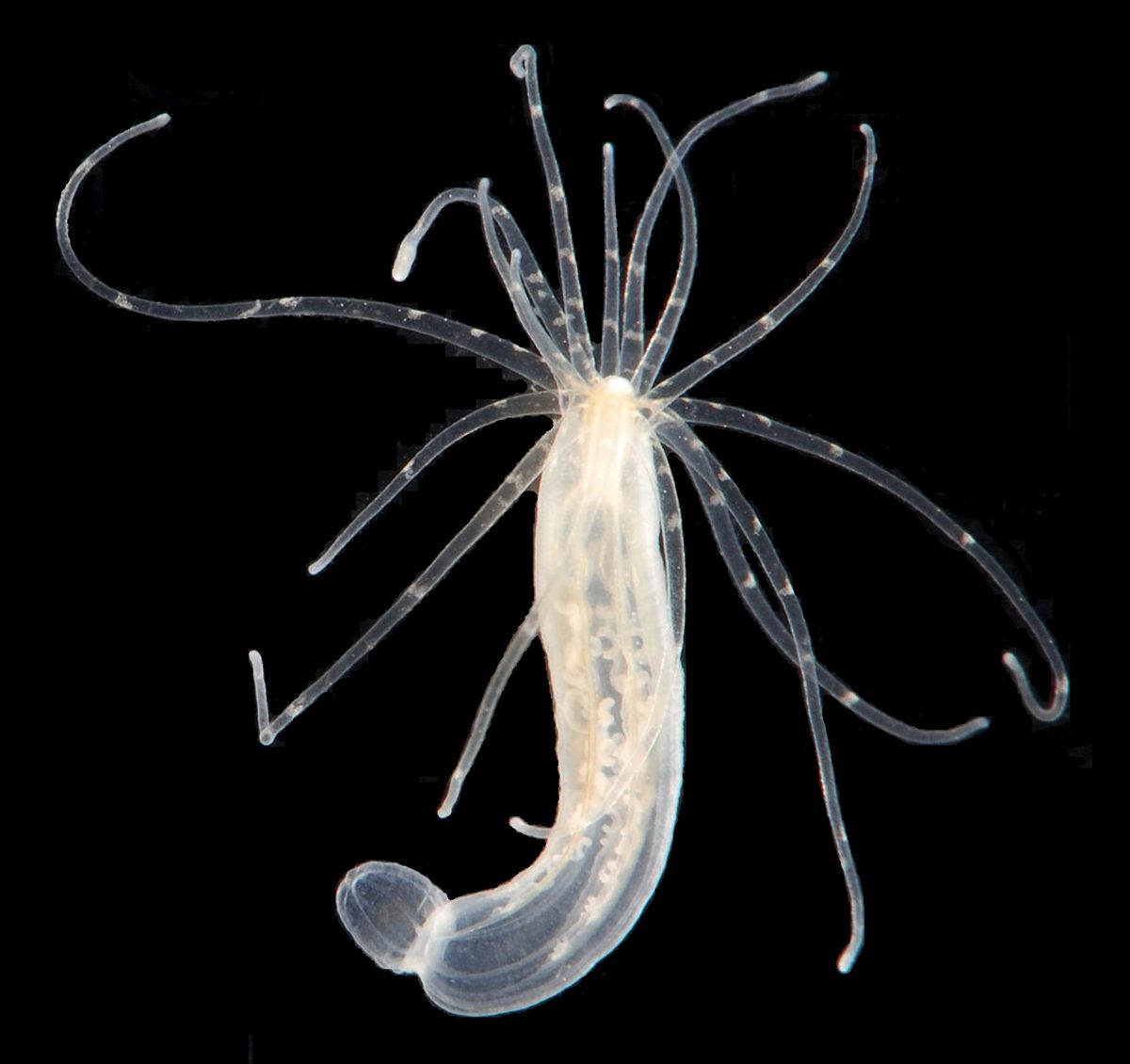 Photo of Sea Anemone (Nematostella vectensis)