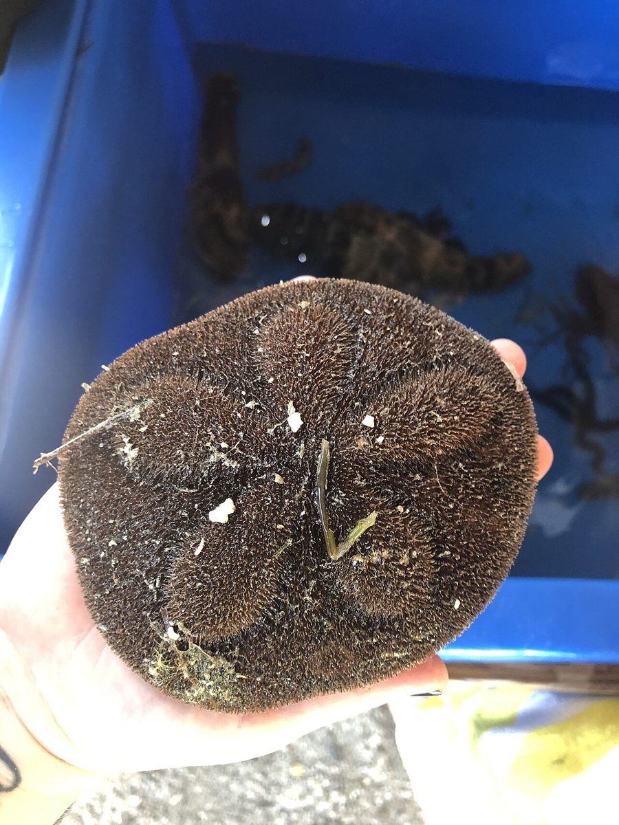 Photo of Inflated Sea Biscuit (Clypeaster rosaceus)