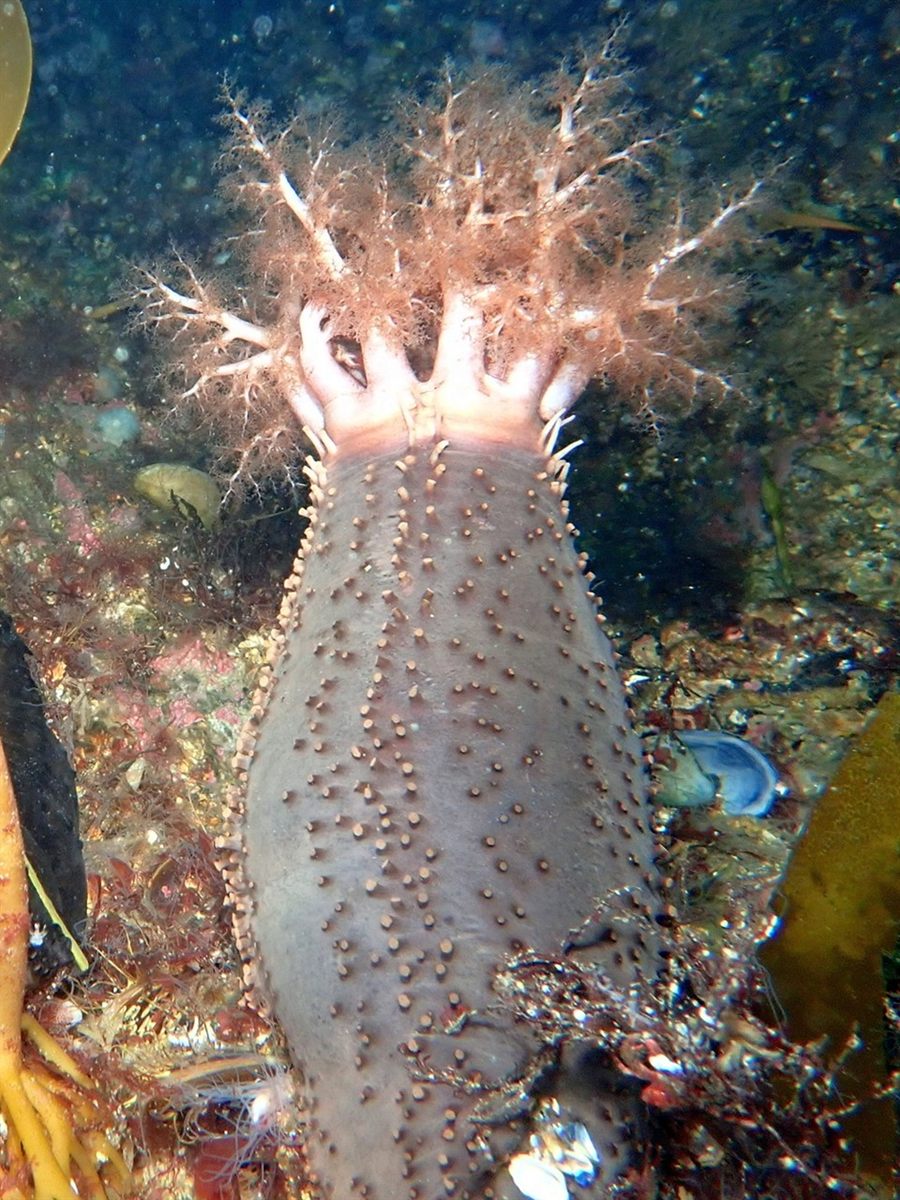 Photo of Orange-footed Sea Cucumber (Cucumaria frondosa)