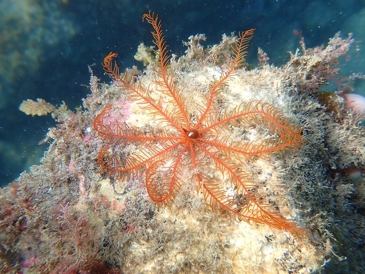 Photo of Rosy Feather Star (Antedon bifida)