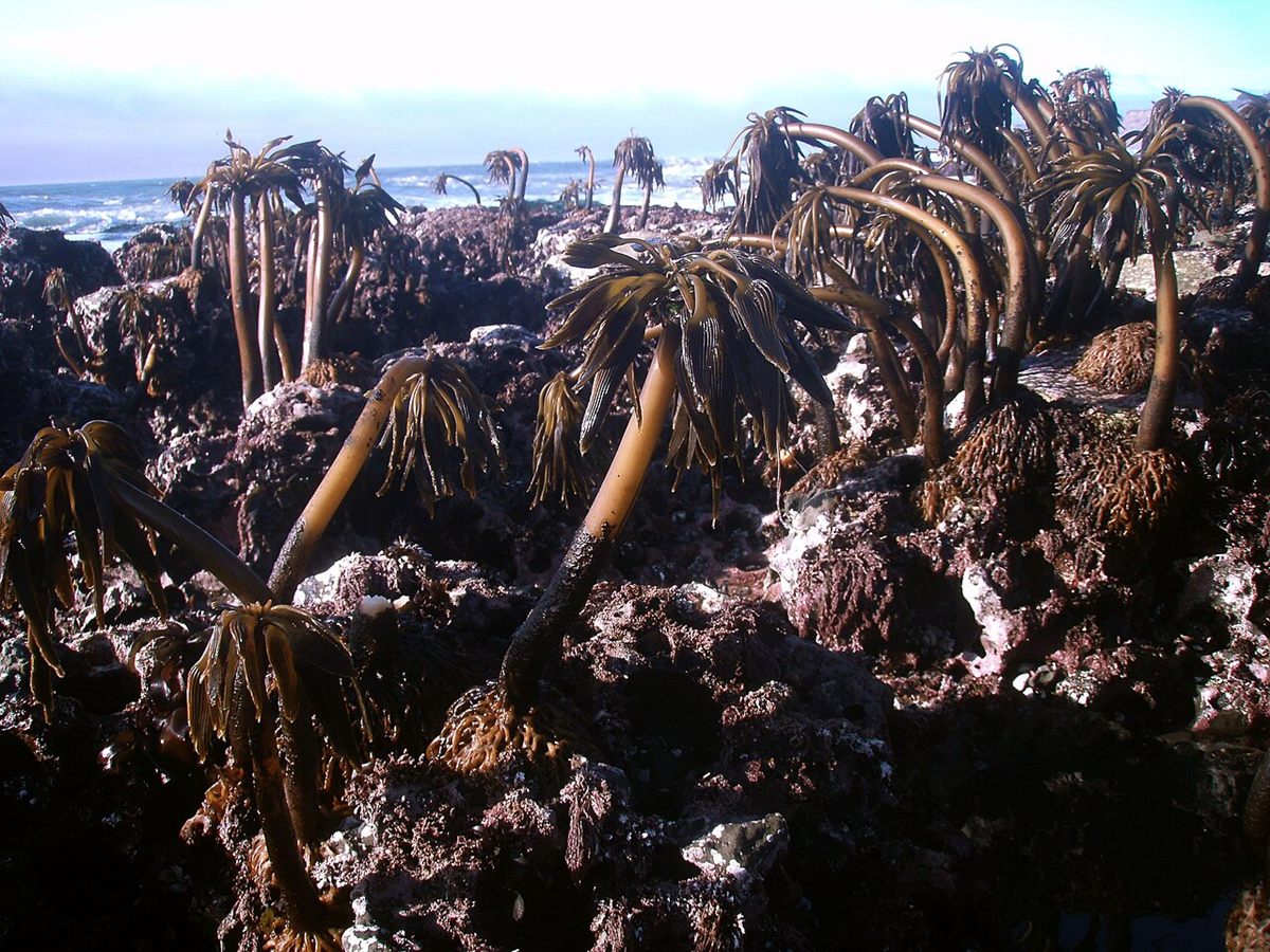 Photo of Sea Palm (Postelsia palmaeformis)