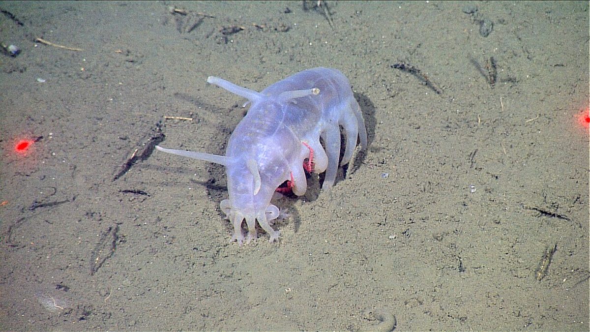 Photo of Sea Pig (Scotoplanes globosa)