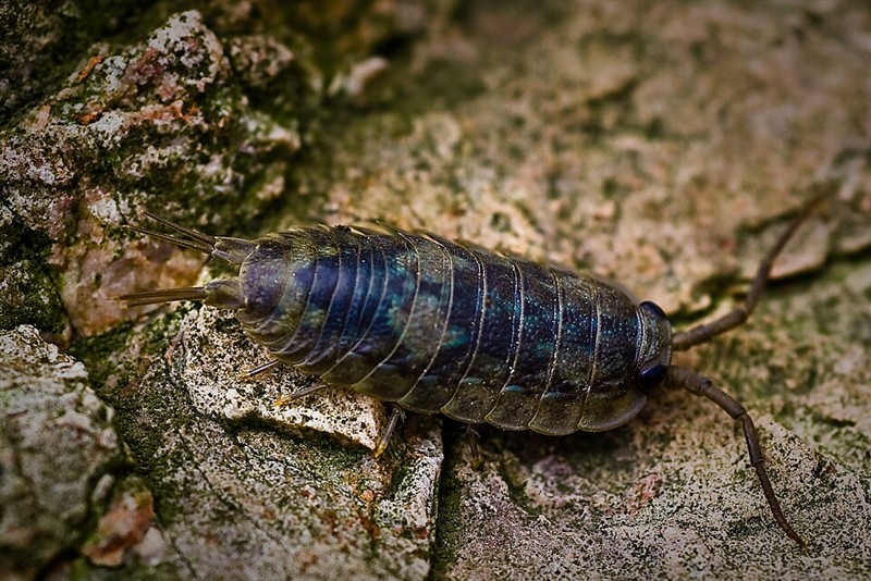 Photo of Sea Slater (Ligia oceanica)