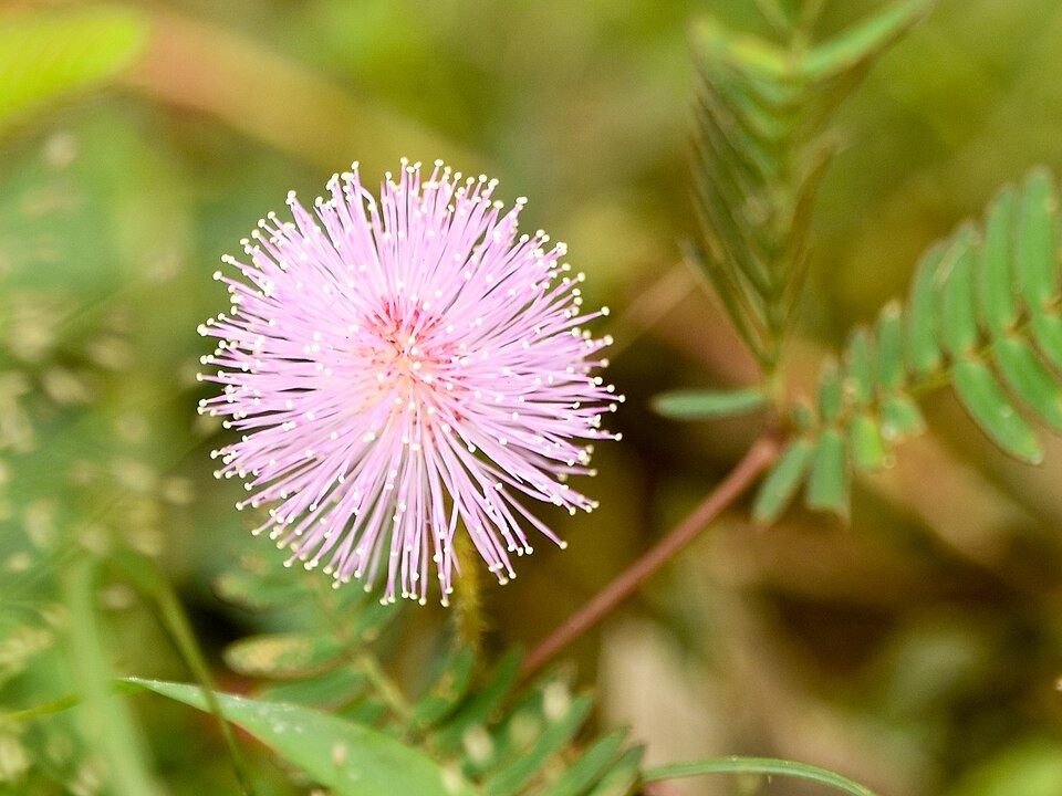 Photo of Sensitive Plant (Mimosa pudica)