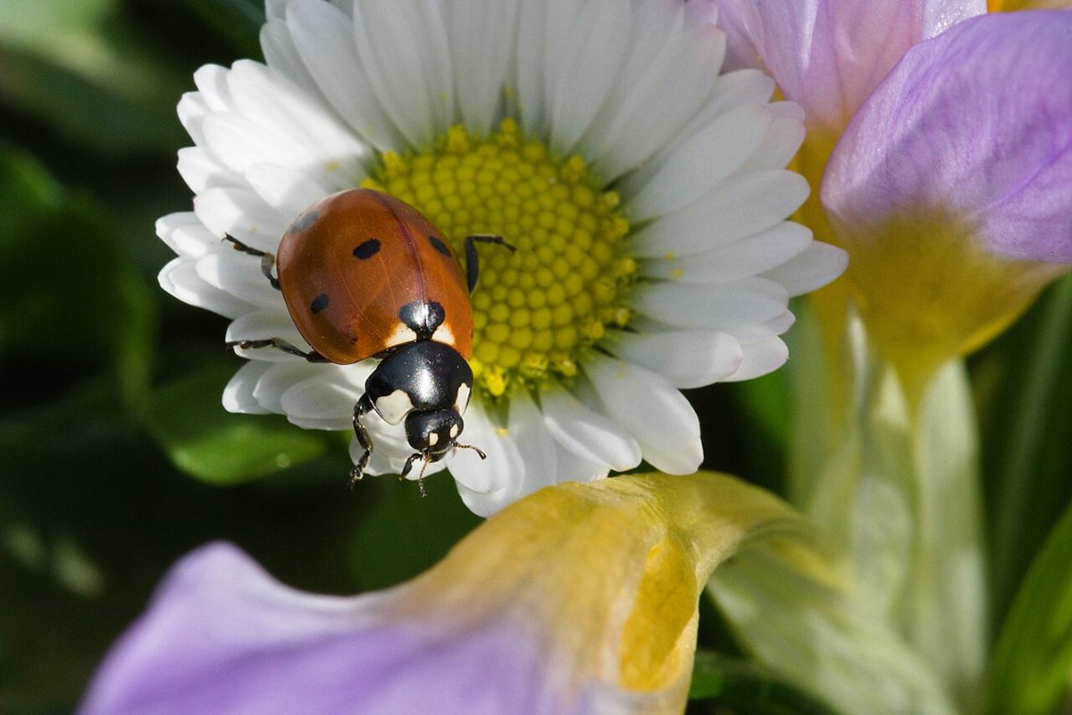 Photo of Seven-spot Ladybird (Coccinella septempunctata)