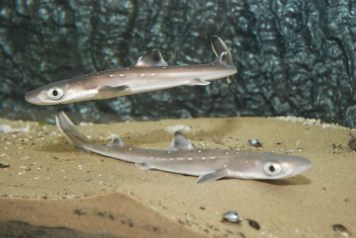 Photo of Spiny Dogfish (Squalus acanthias)