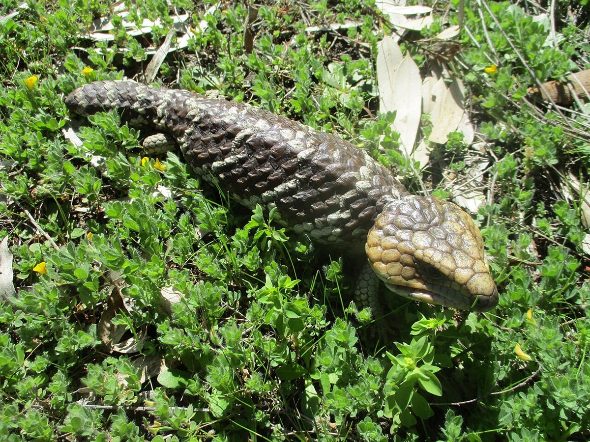 Photo of Shingleback Skink (Tiliqua rugosa)