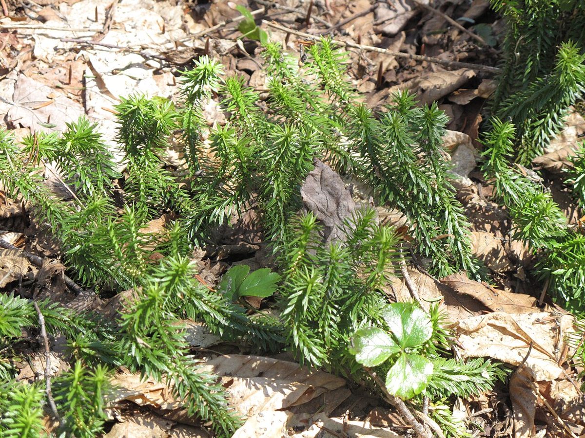Photo of Shining Clubmoss (Huperzia lucidula)