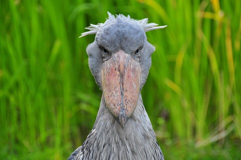 Photo of Shoebill (Balaeniceps rex)