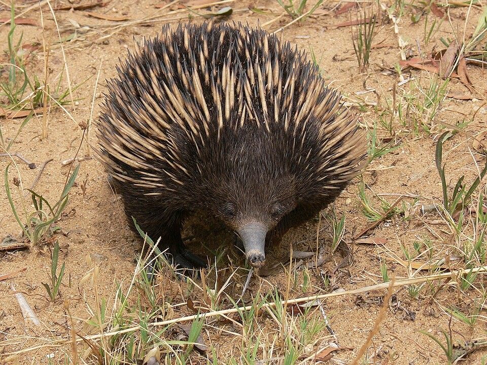 Photo of Short-beaked Echidna (Tachyglossus aculeatus)