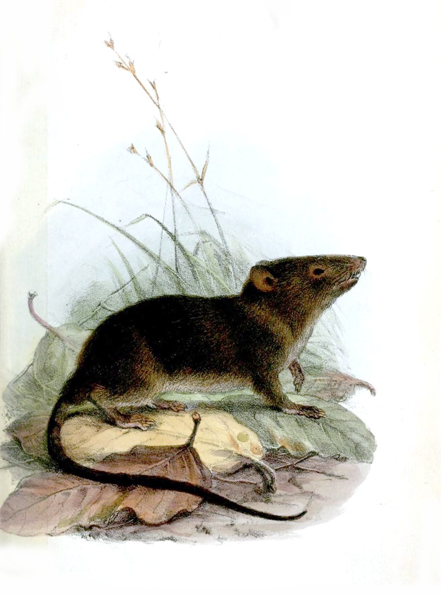 Photo of Silky Shrew Opossum (Caenolestes fuliginosus)