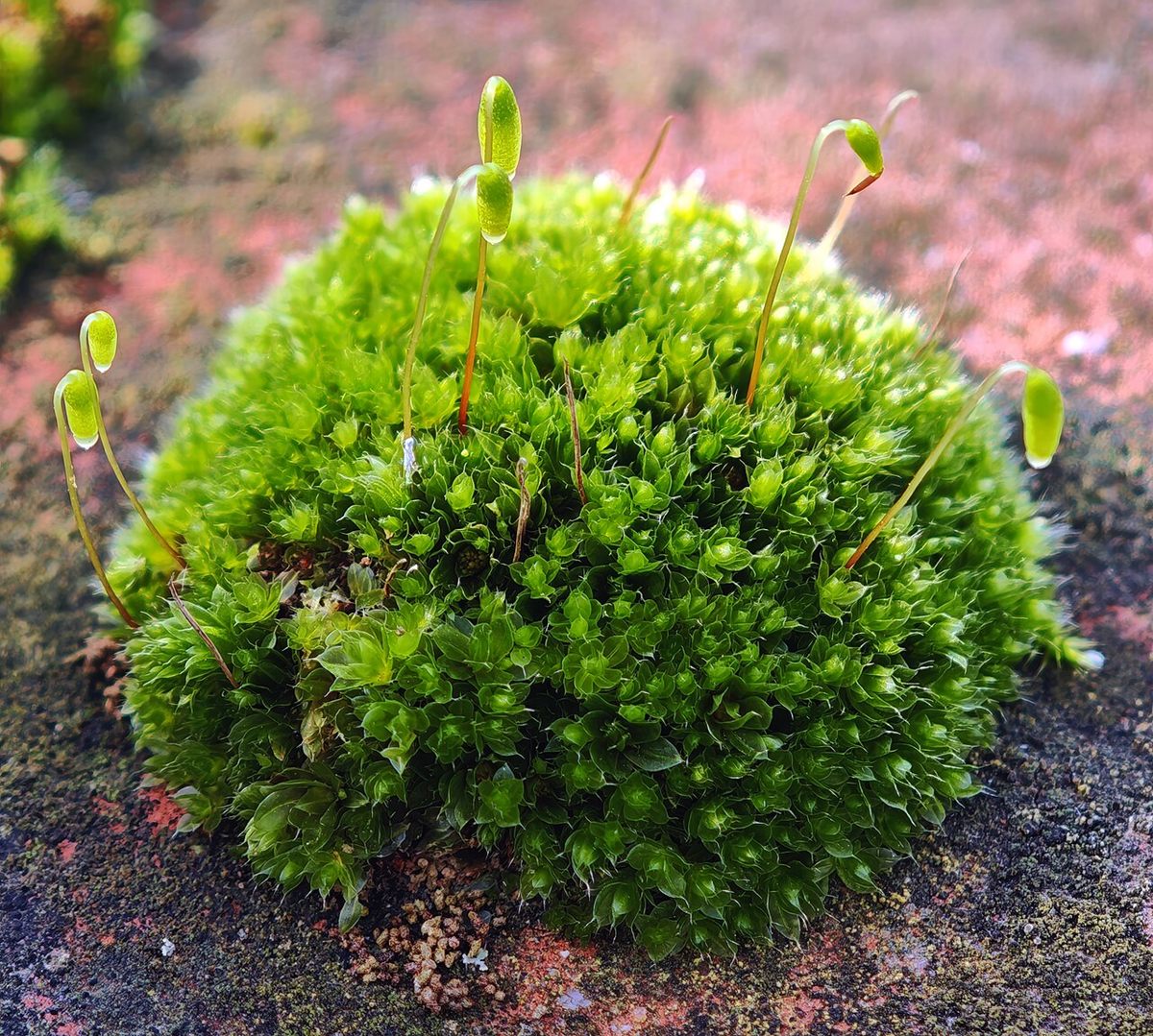 Photo of Silvery Bryum (Bryum argenteum)