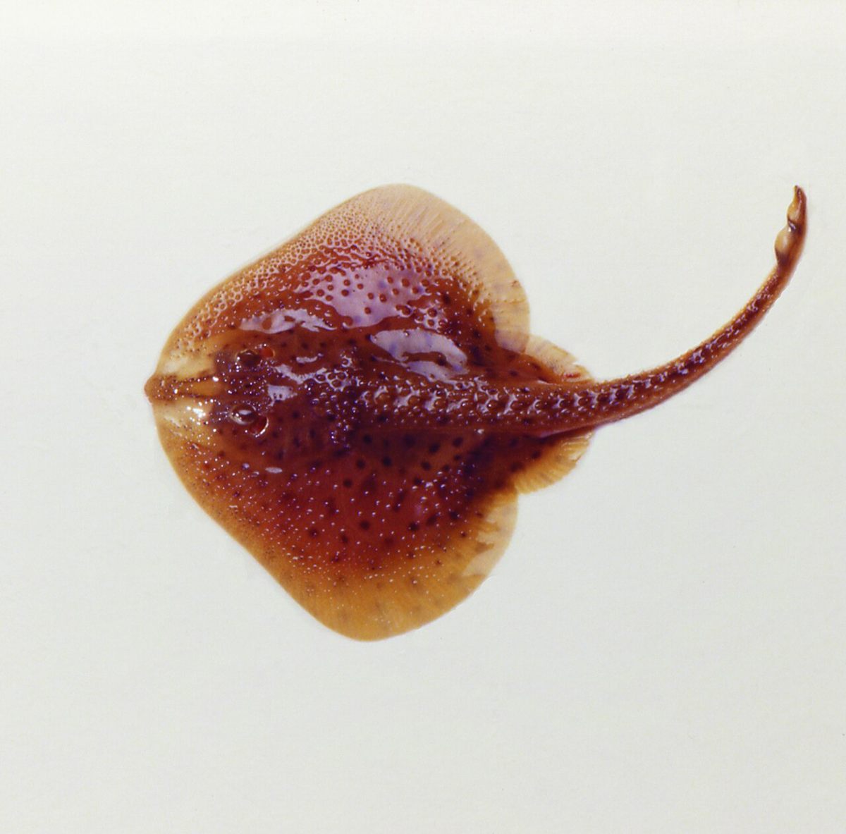 Photo of Little Skate (Leucoraja erinacea)