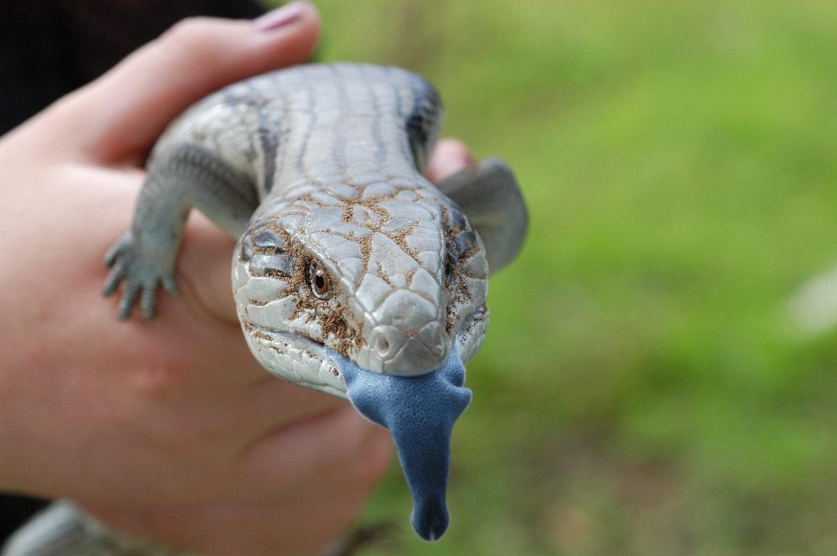 Photo of Blue-tongued Skink (Tiliqua scincoides)