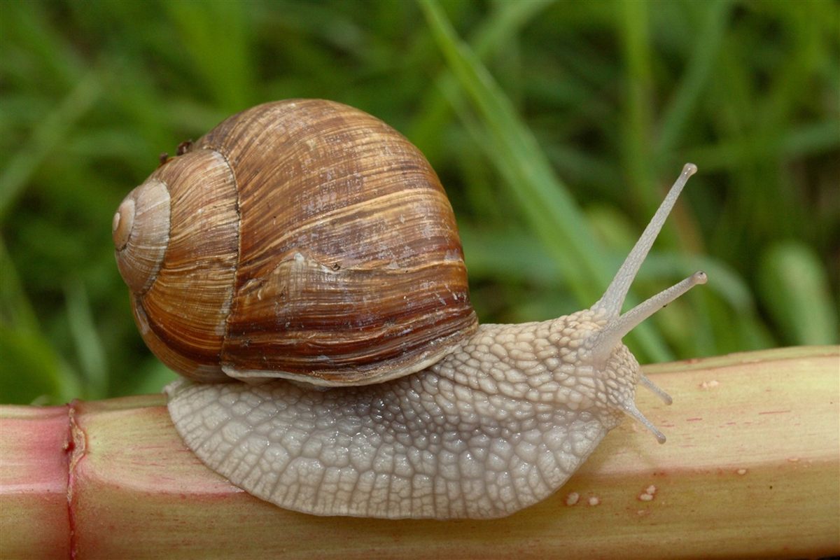 Photo of Burgundy Snail (Helix pomatia)