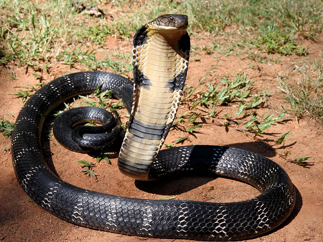 Photo of King Cobra (Ophiophagus hannah)