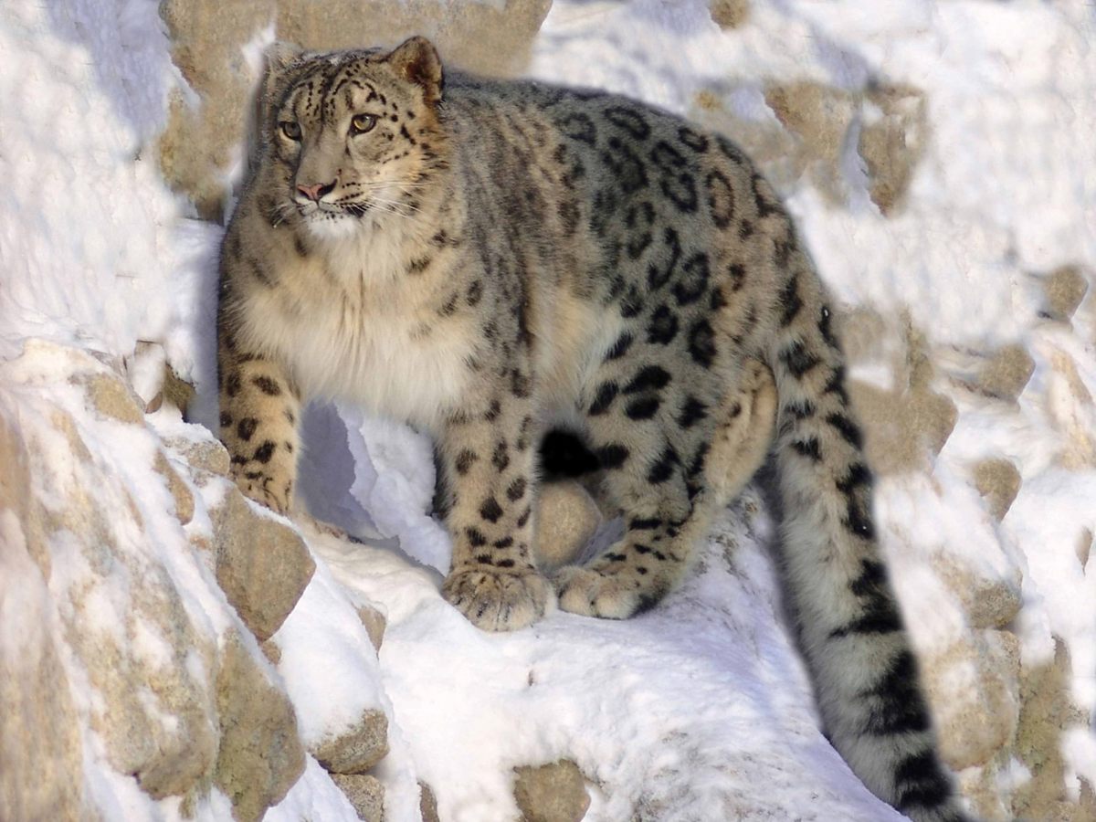 Photo of Snow Leopard (Panthera uncia)