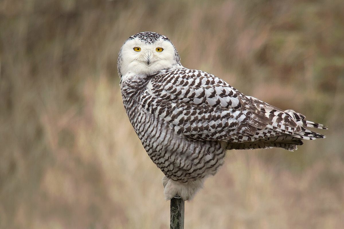Photo of Snowy Owl (Bubo scandiacus)