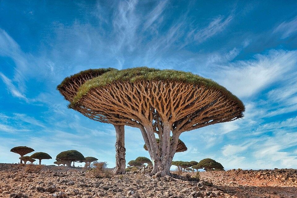 Photo of Socotra Dragon Tree (Dracaena cinnabari)