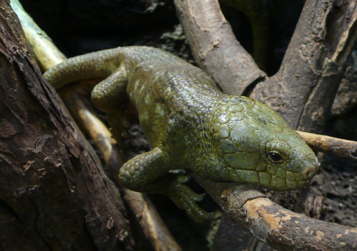 Photo of Solomon Islands Skink (Corucia zebrata)
