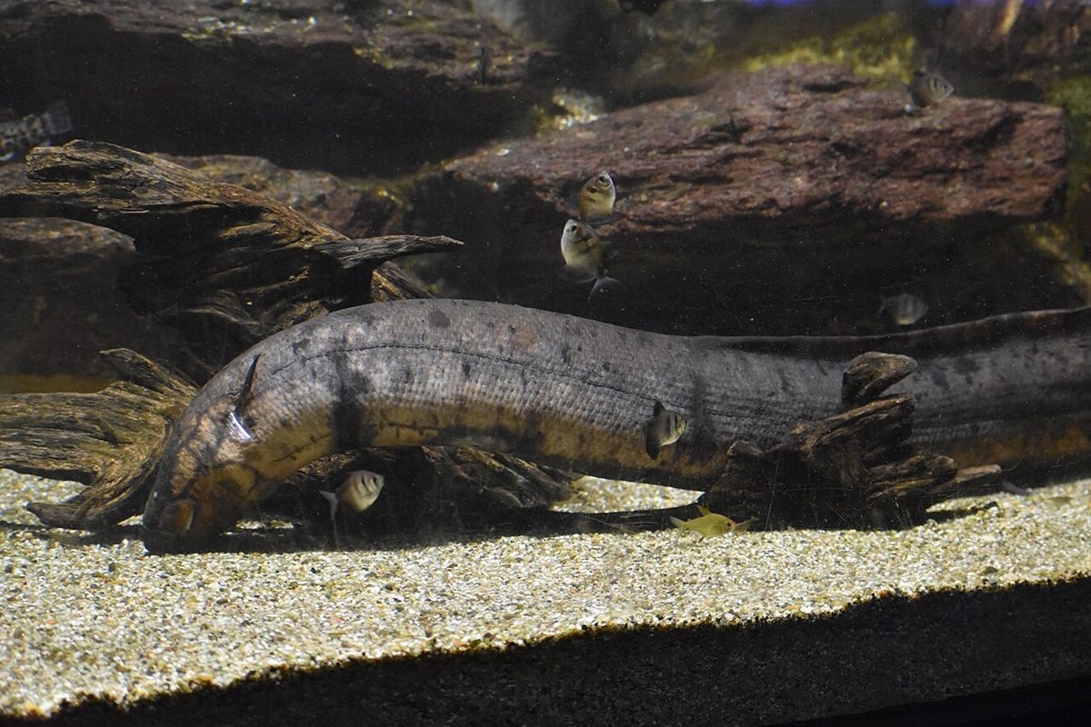 Photo of South American Lungfish (Lepidosiren paradoxa)