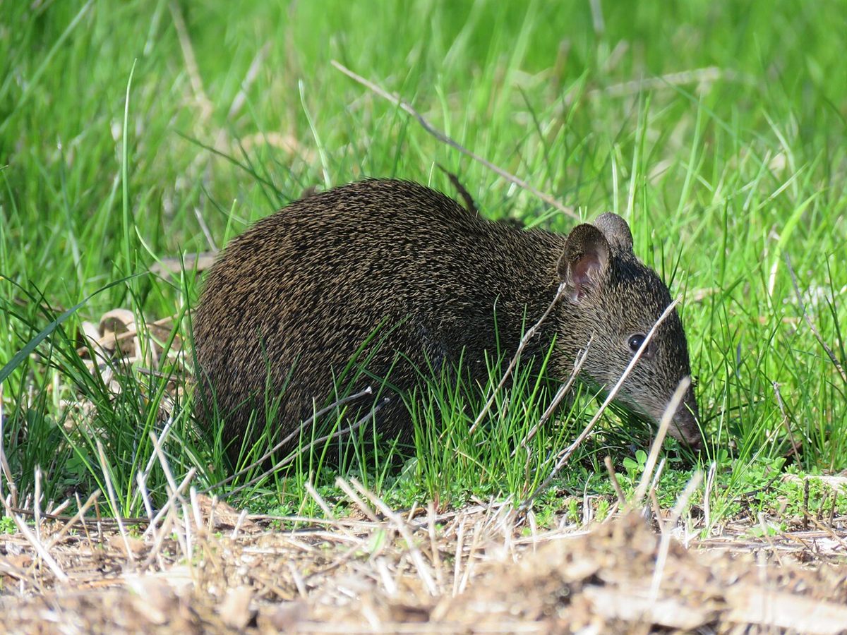 Photo of Southern Brown Bandicoot (Isoodon obesulus)
