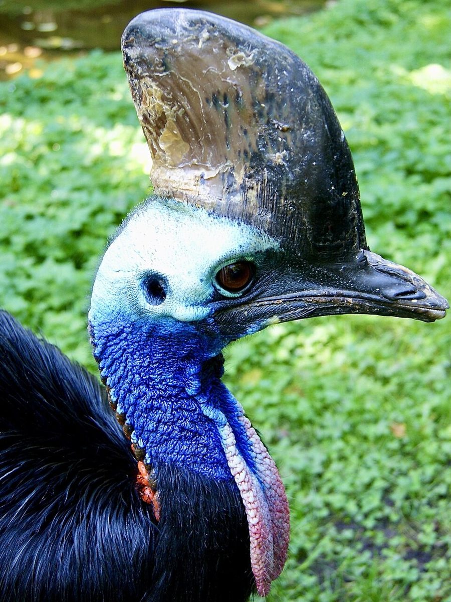 Photo of Southern Cassowary (Casuarius casuarius)